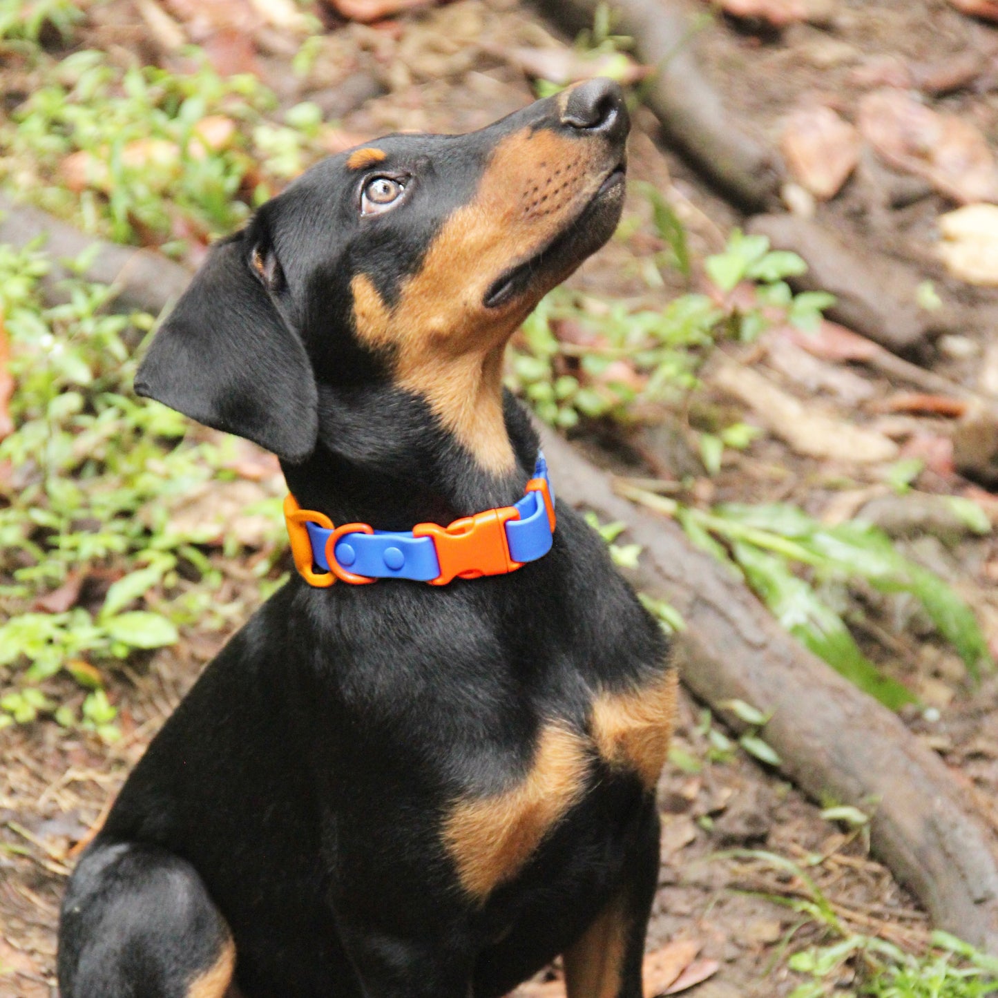 Collar impermeable Azul- Naranja