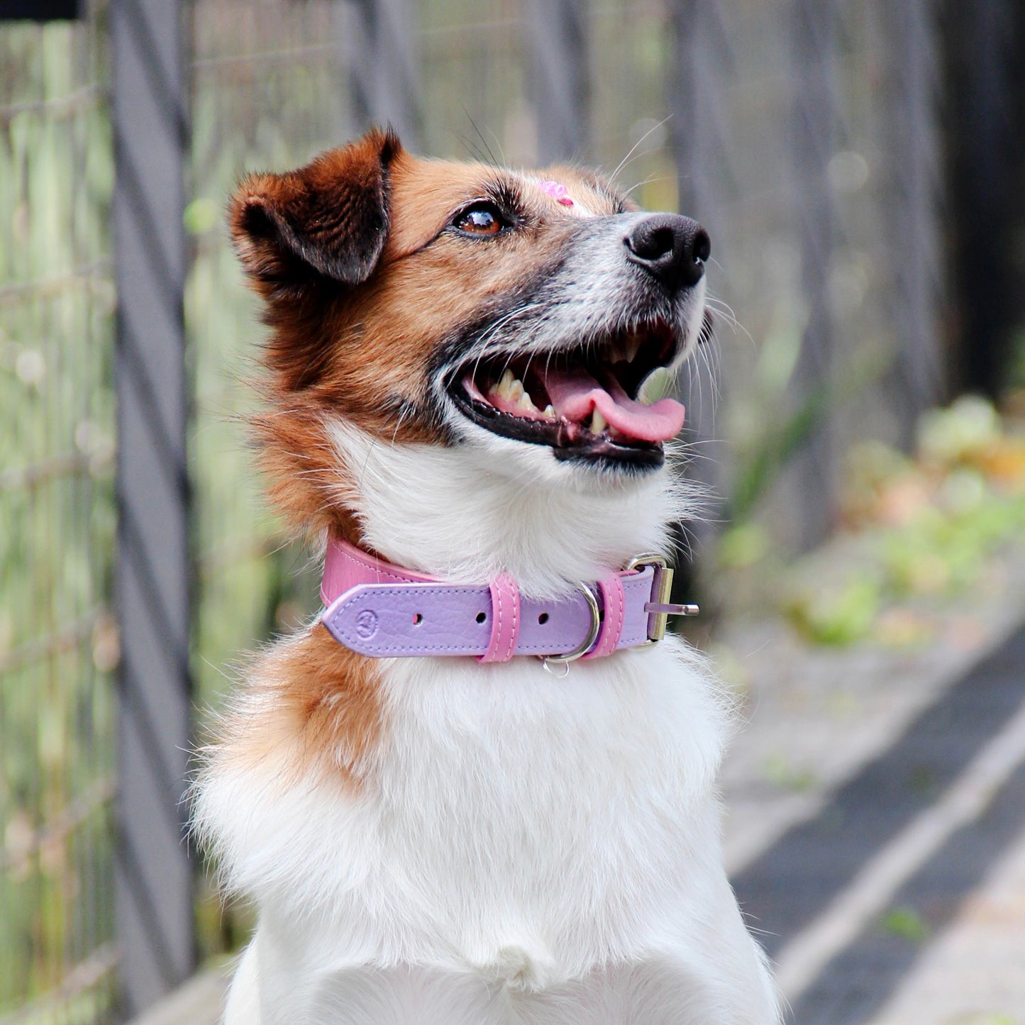 Collar Rosa-Lila