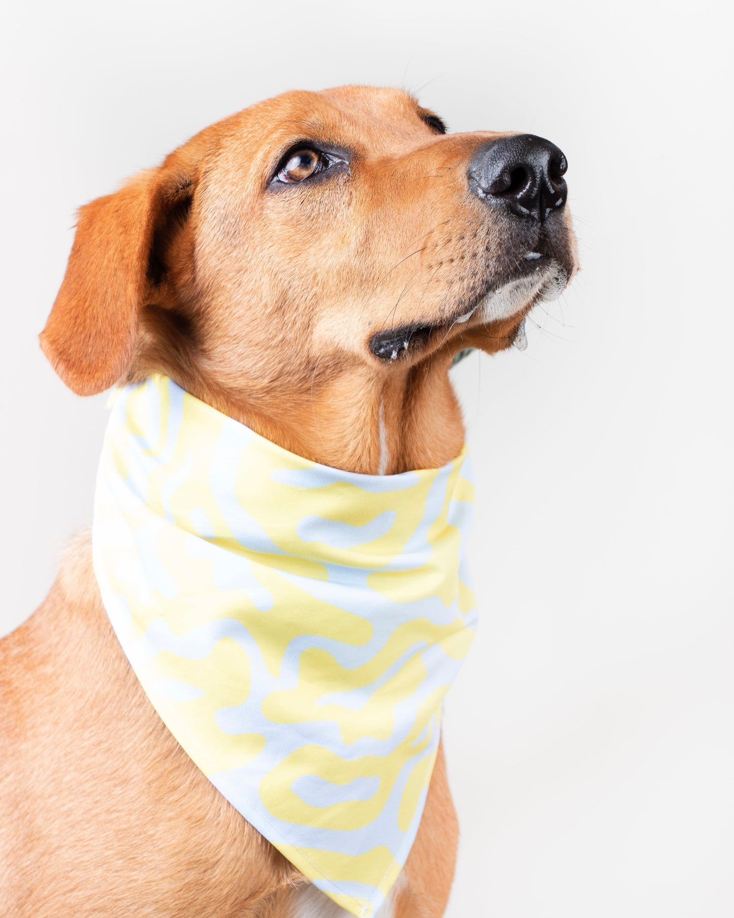 Romeo Vekopets