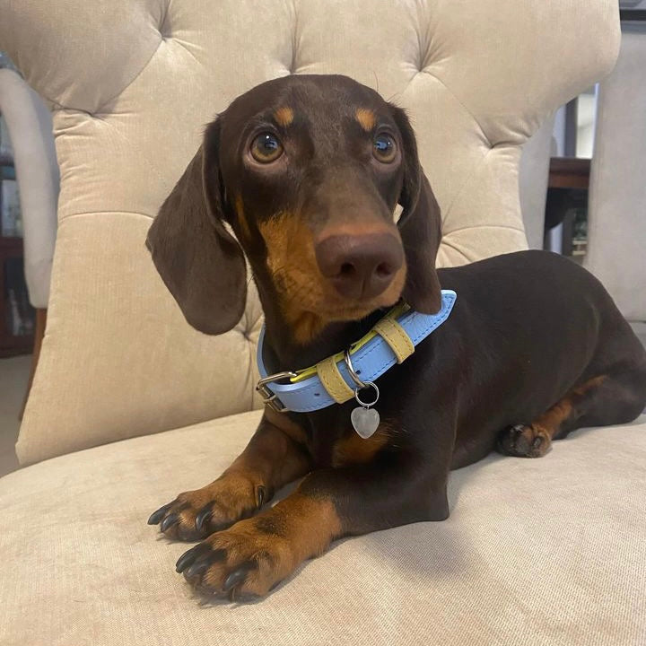 Collar Amarillo - Azul