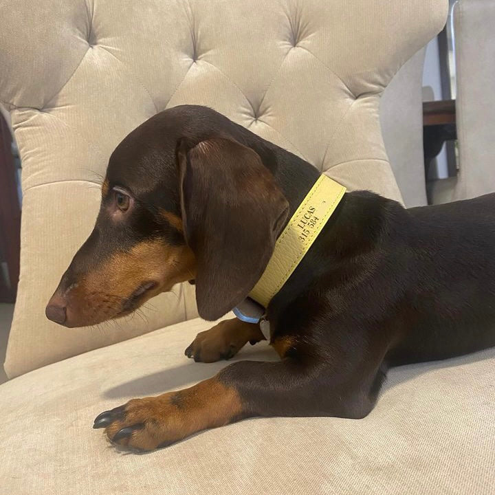 Collar Amarillo - Azul