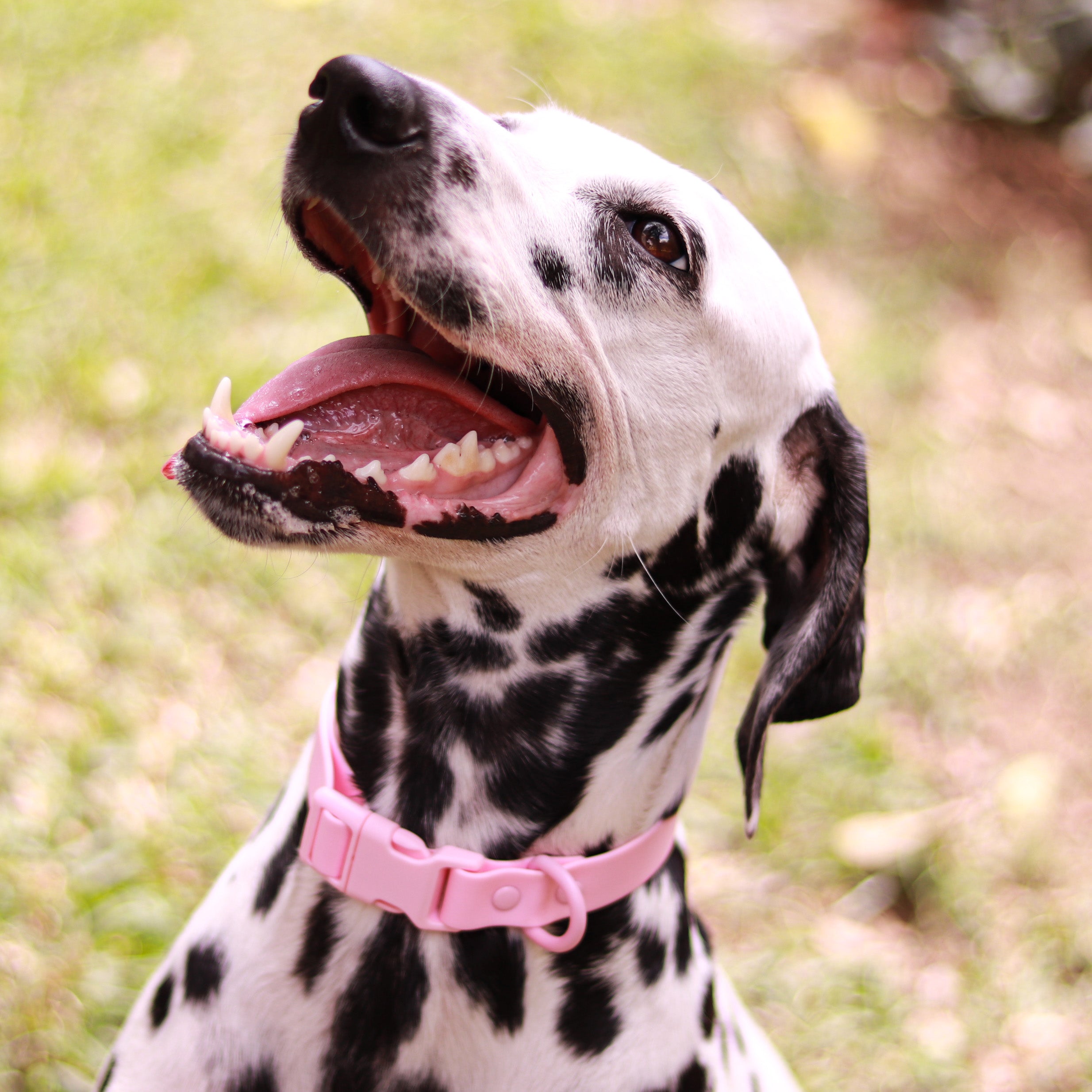 COLLAR-O-ARNÉS Vekopets