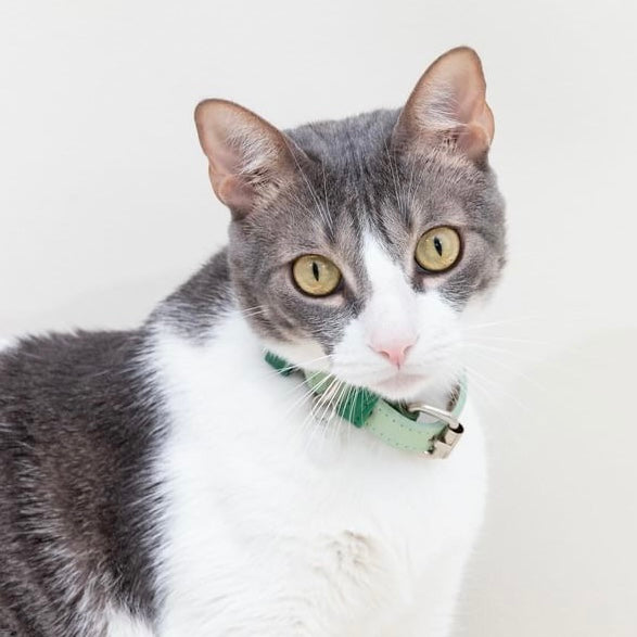 Collares-para-gatos Vekopets