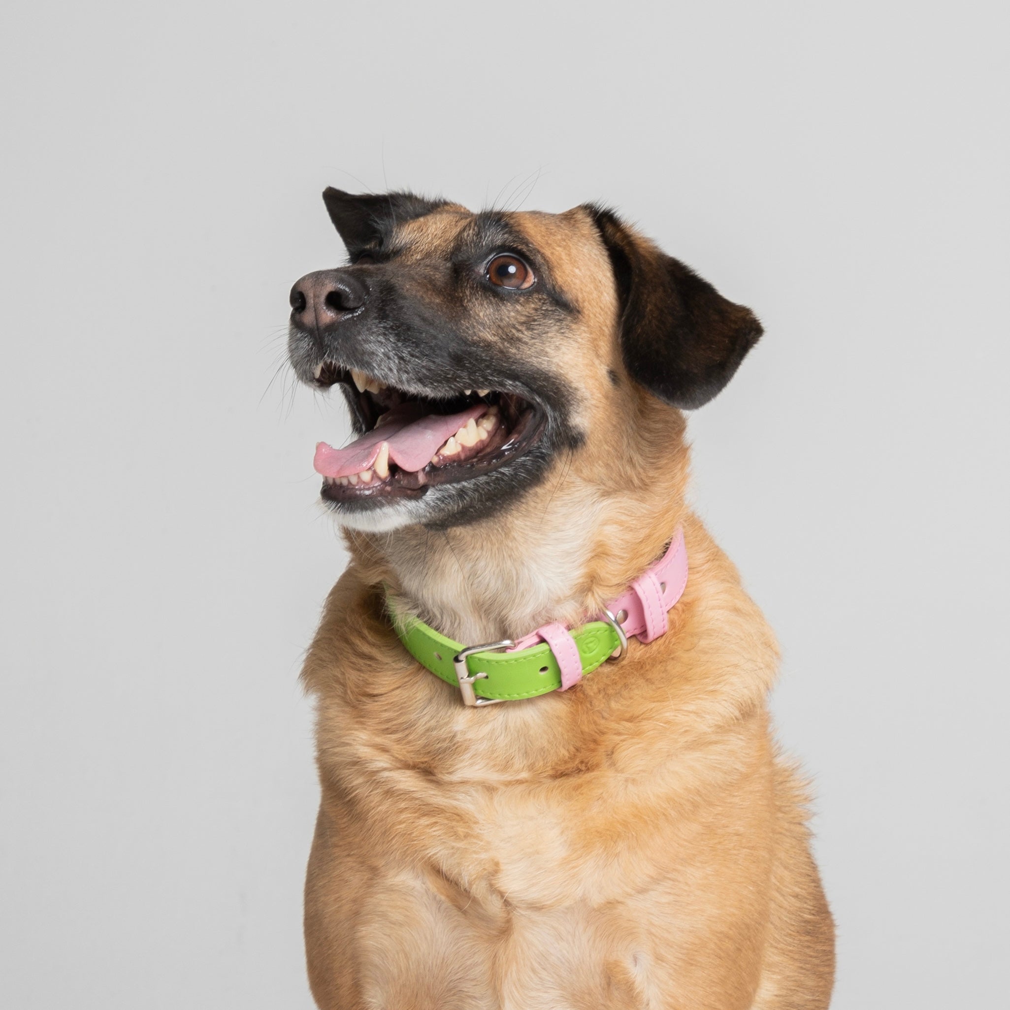 Collares para perros
