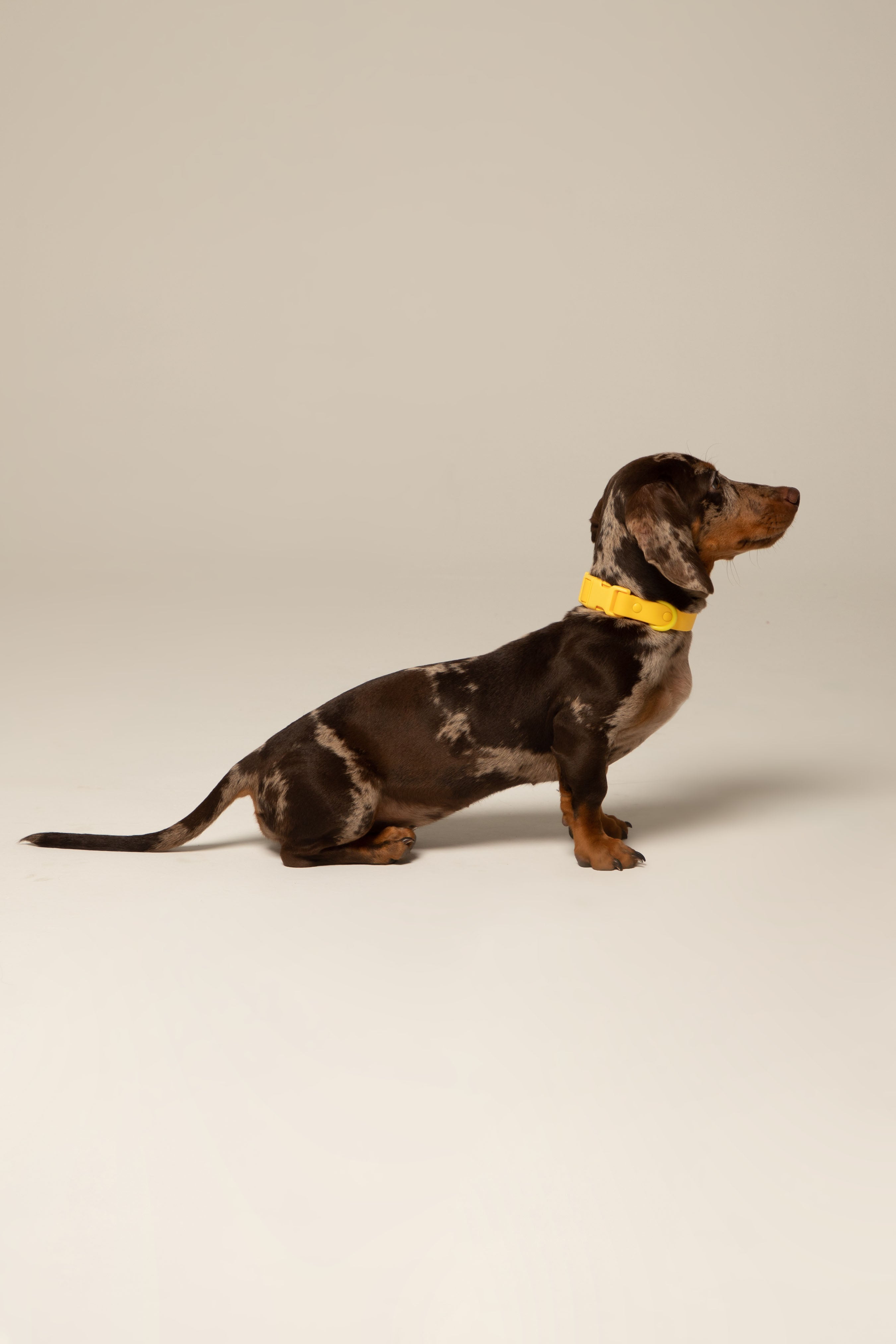 Collares-impermeables Vekopets