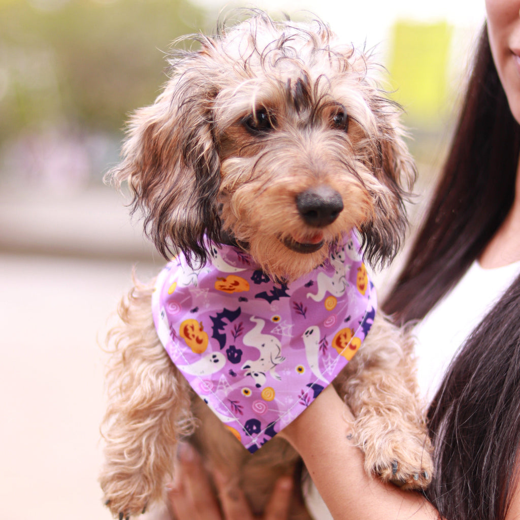 Pañoleta Halloween Lila Vekopets