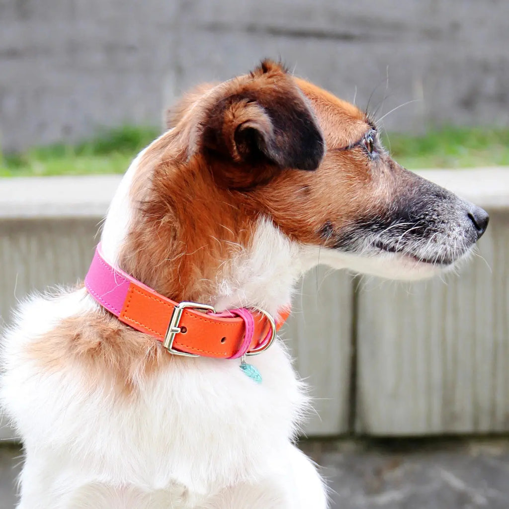 Collar Fucsia- Naranja - Vekopets