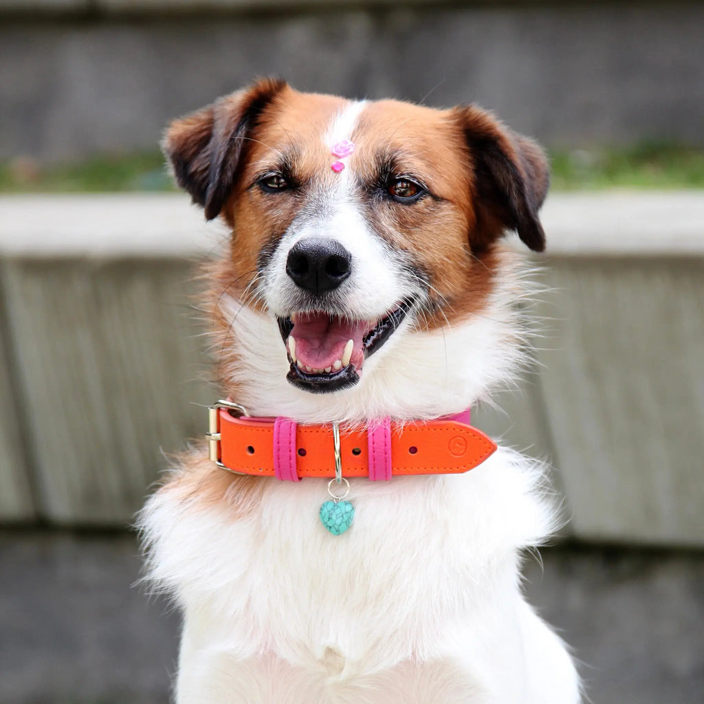 Collar Fucsia- Naranja - Vekopets