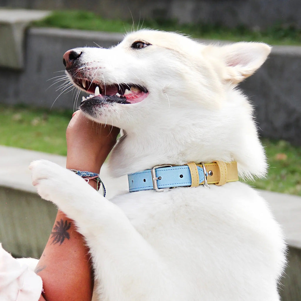 Collar Amarillo - Azul - Vekopets