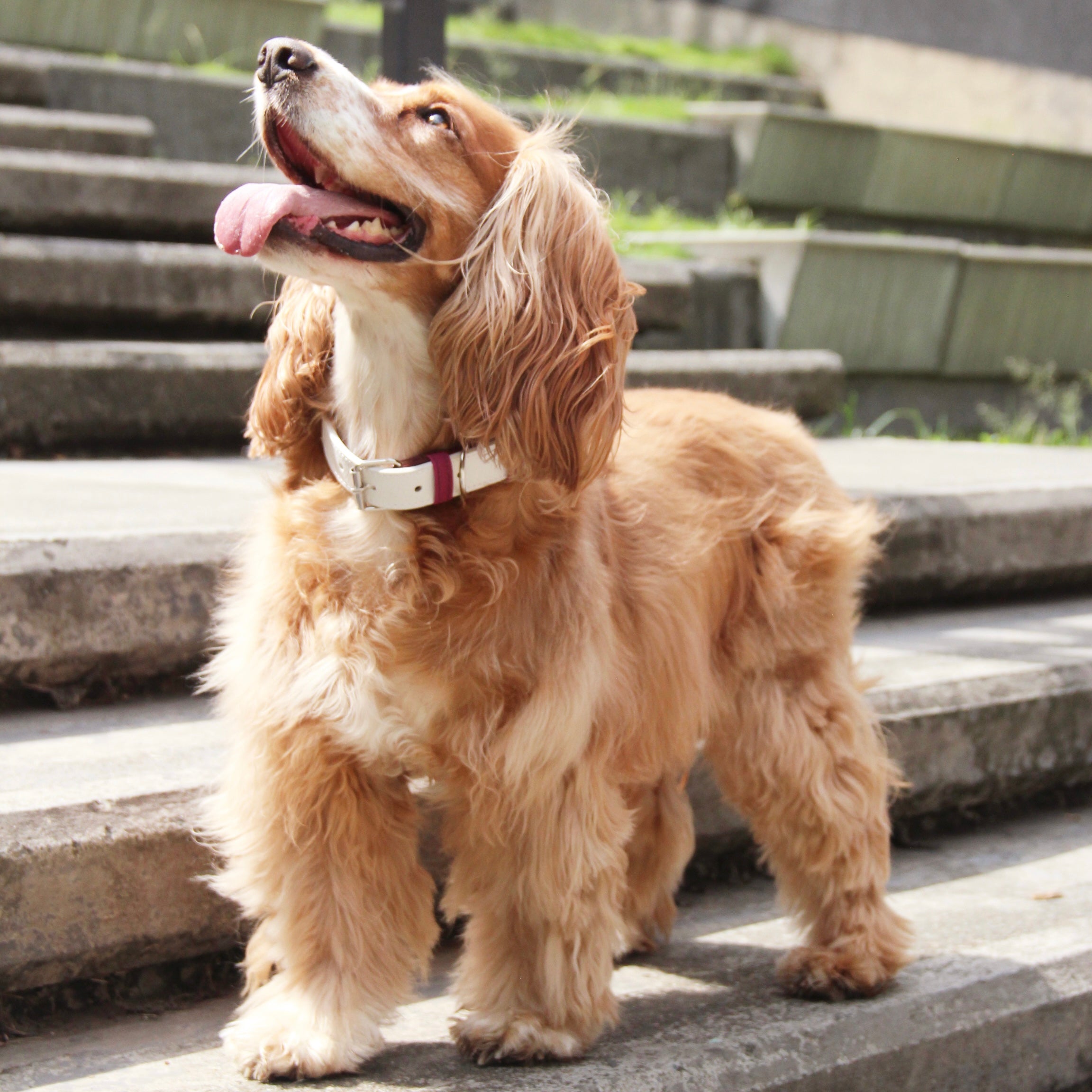 Collar Uva- Beige Vekopets