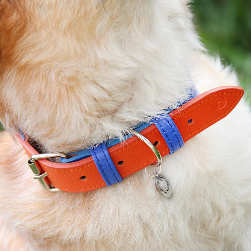 Collar Azul electric- Naranja Vekopets