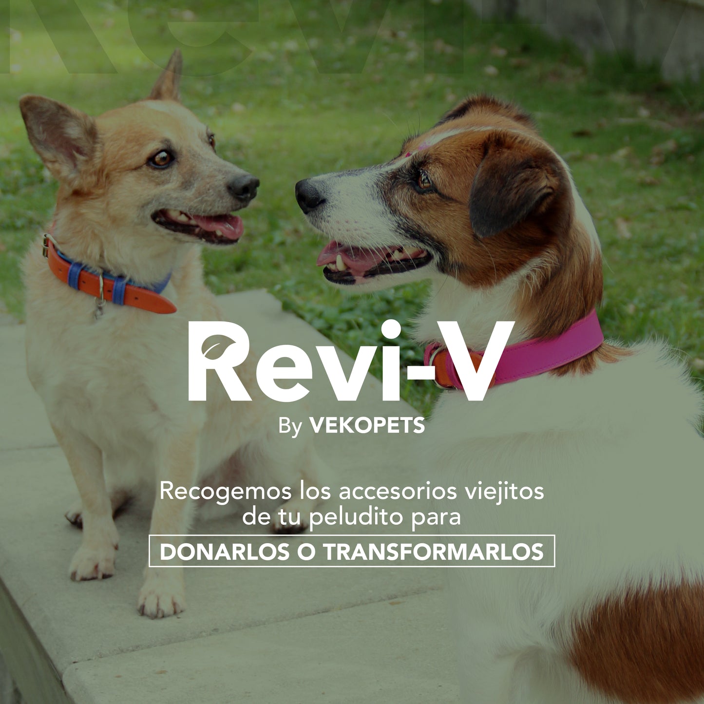 ReviV by Vekopets