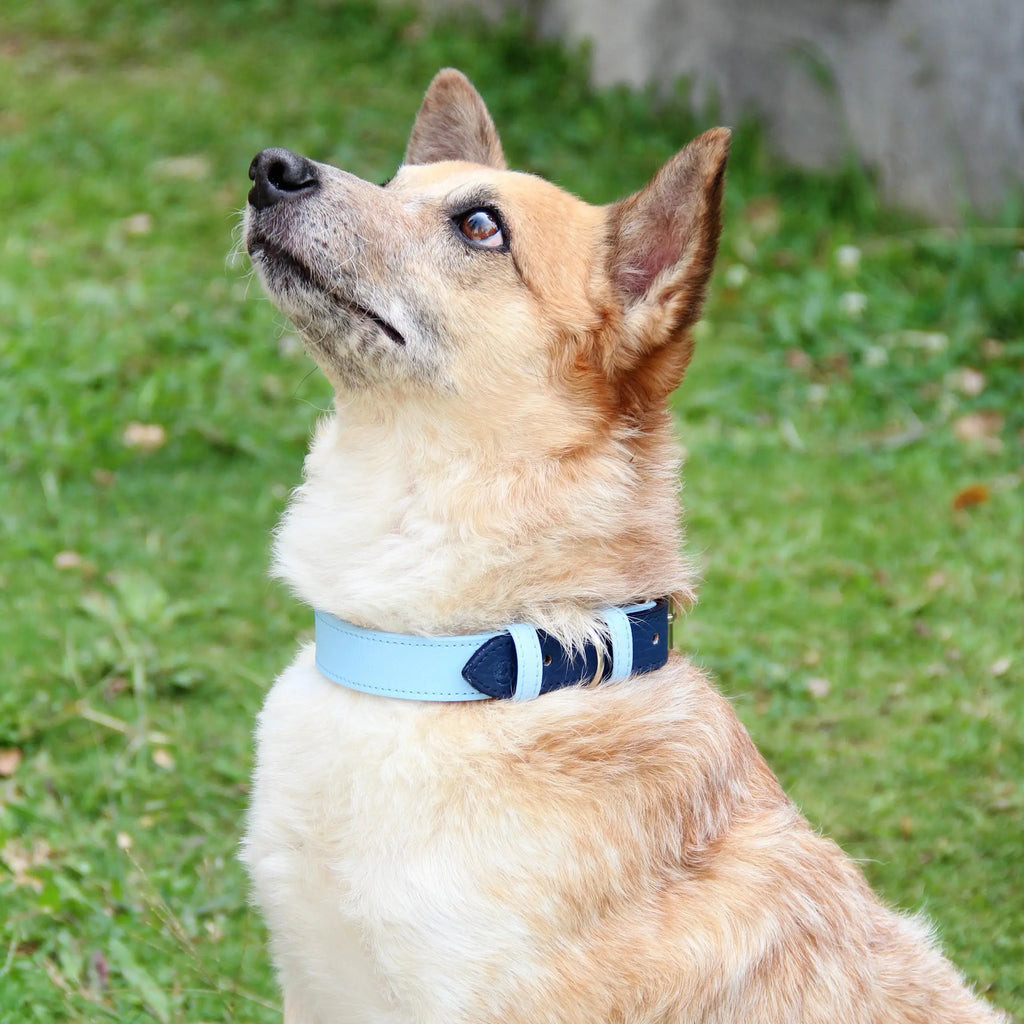 Collar Azul- Azul rey - Vekopets