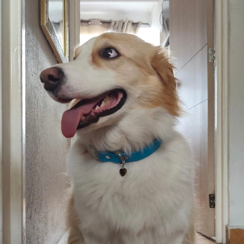 Collar impermeable azul cielo