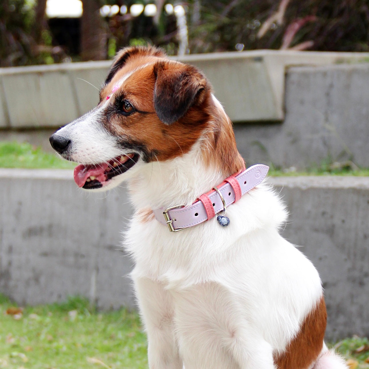 Collar Coral-Lila Claro Vekopets