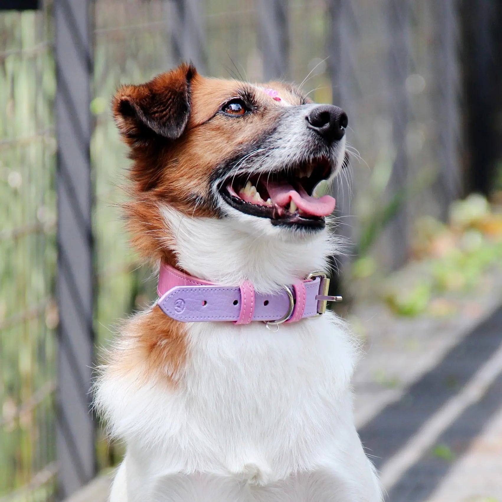 Collar Rosa-Lila - Vekopets