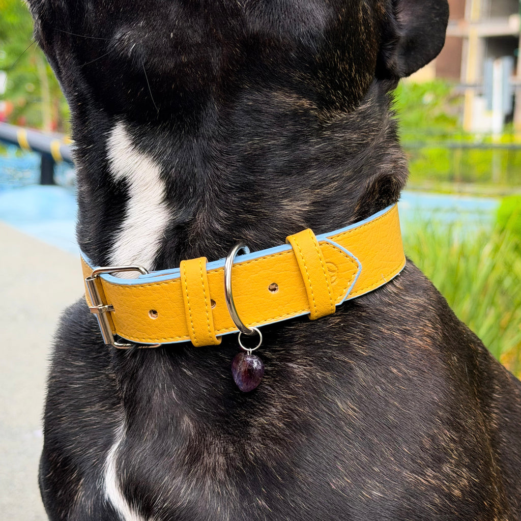 Collar cuero vegano | Limoncello