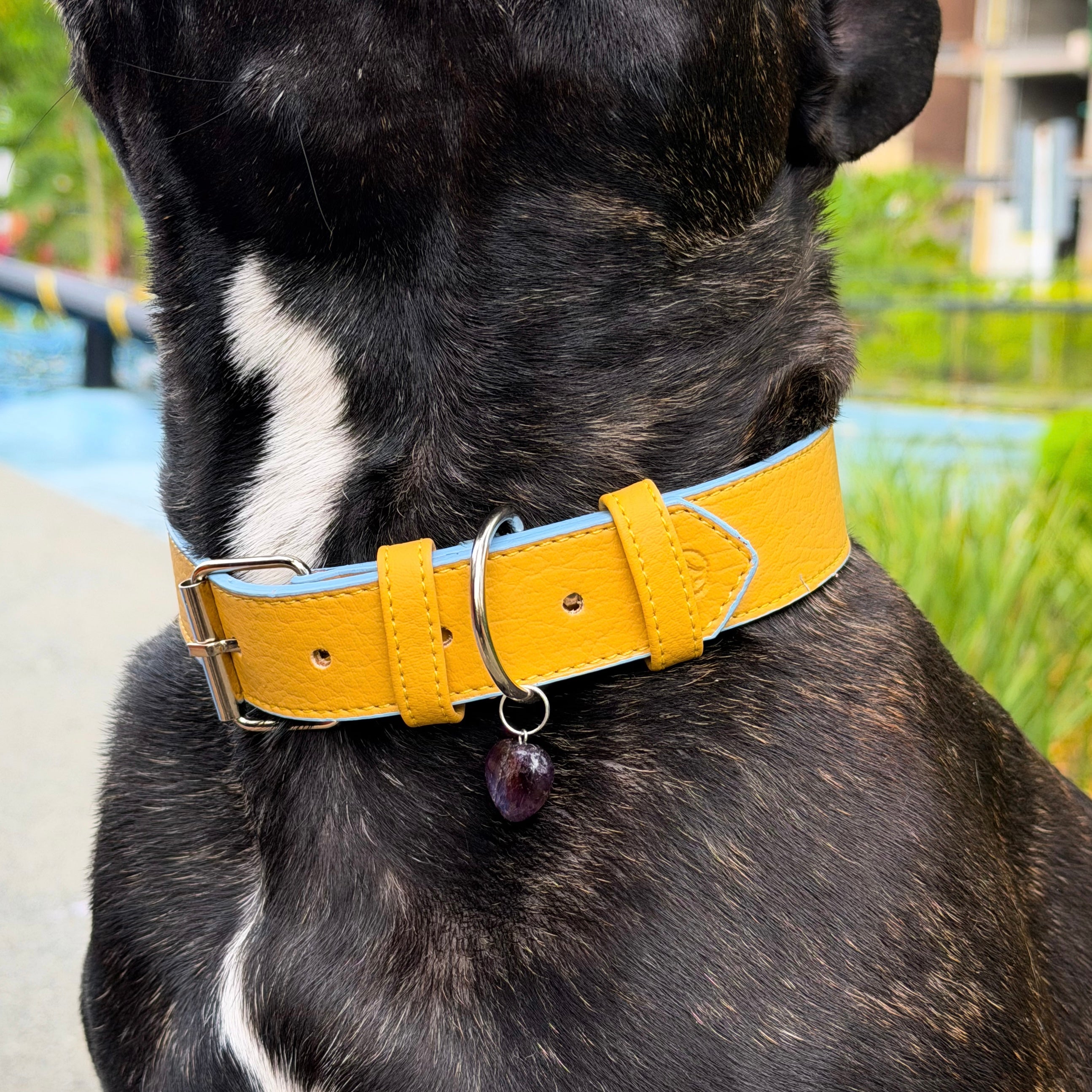 Collar cuero vegano | Limoncello