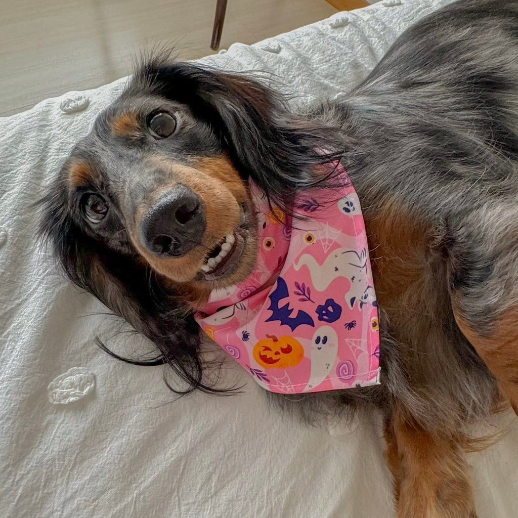 Pañoleta Halloween Rosa Vekopets