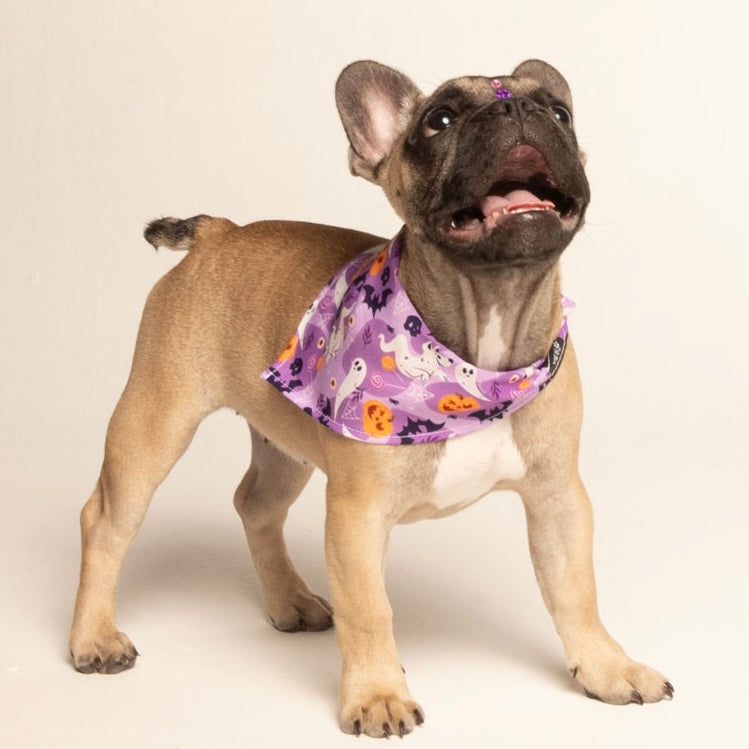 Pañoleta Halloween Lila Vekopets