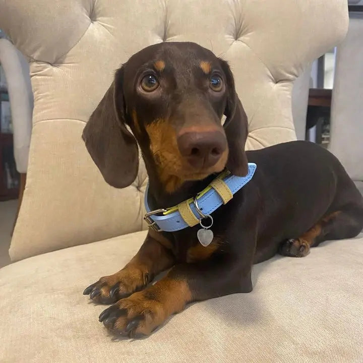 Collar Amarillo - Azul - Vekopets