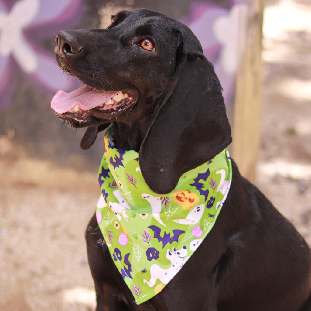 Pañoleta Halloween Verde Vekopets