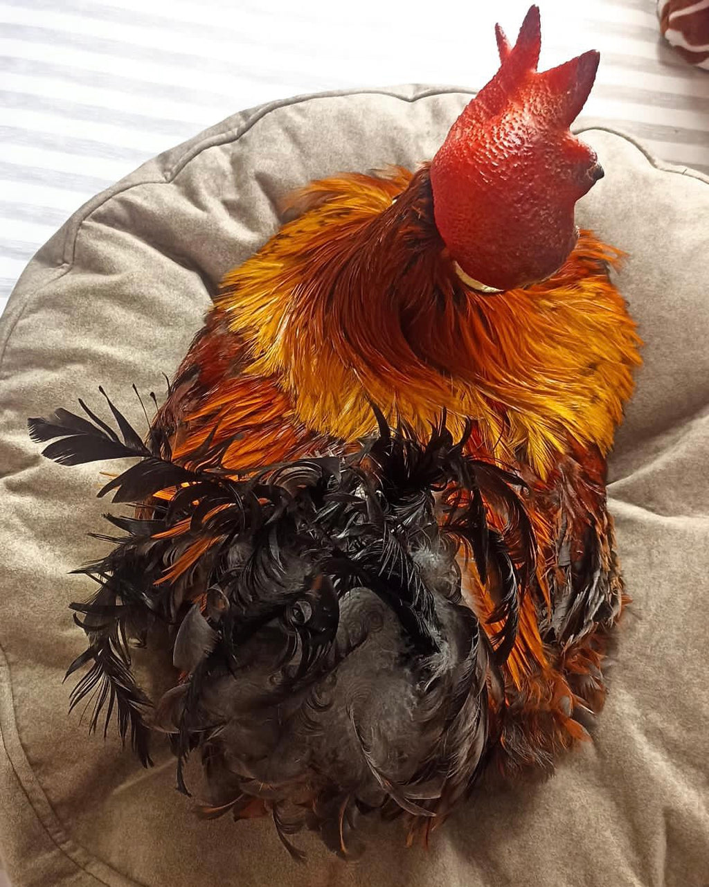 Cama VENUS - Vekopets