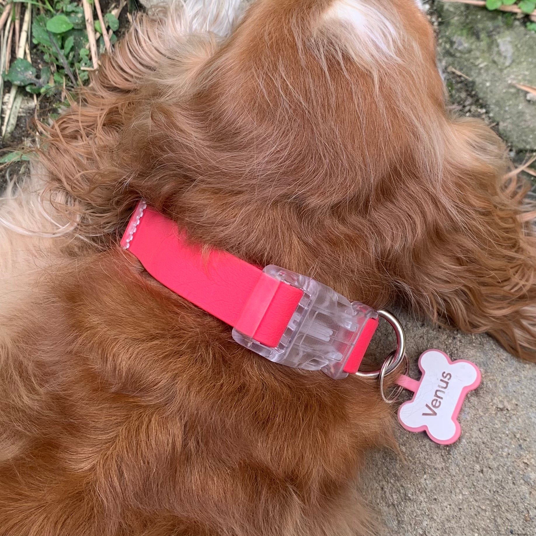 Collar impermeable fucsia