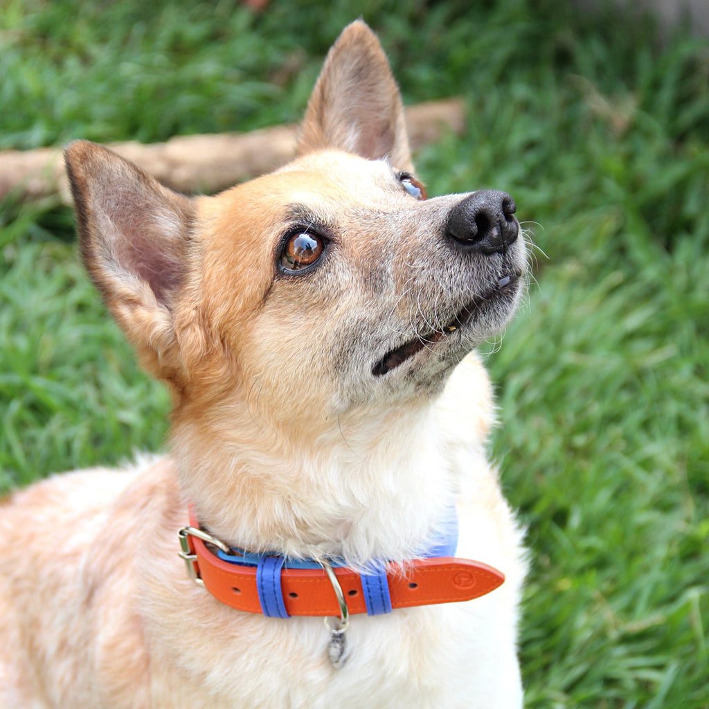 Collar Azul electric- Naranja Vekopets