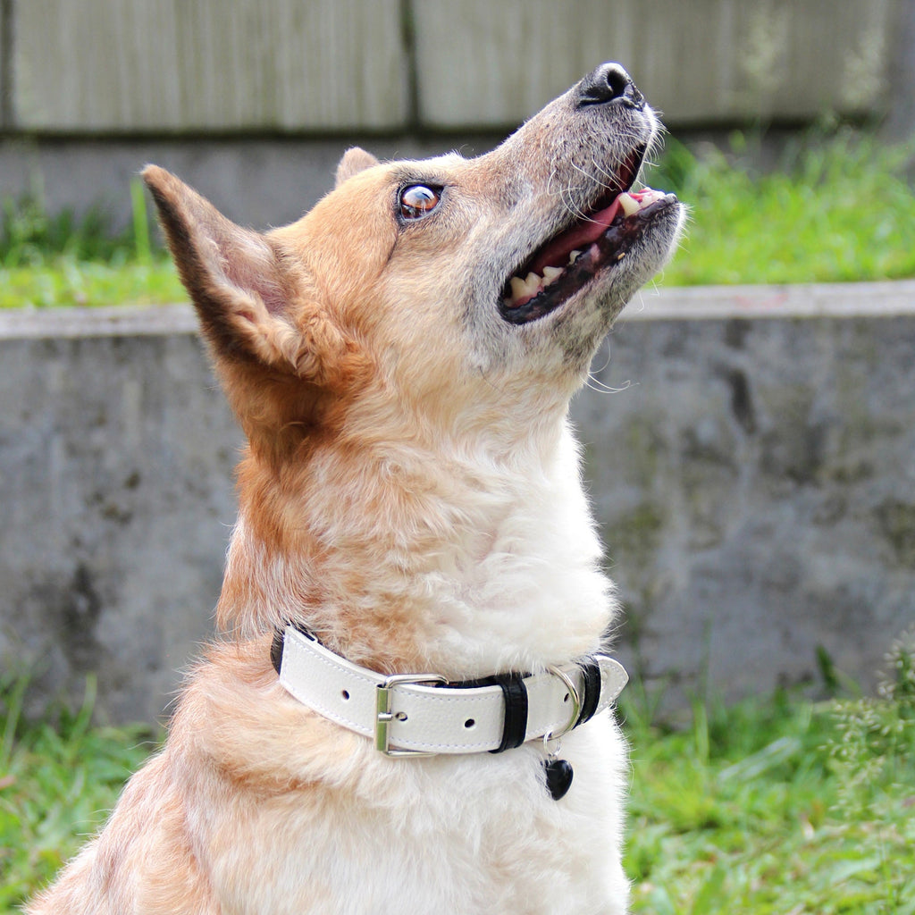 Collar Negro- Beige Vekopets