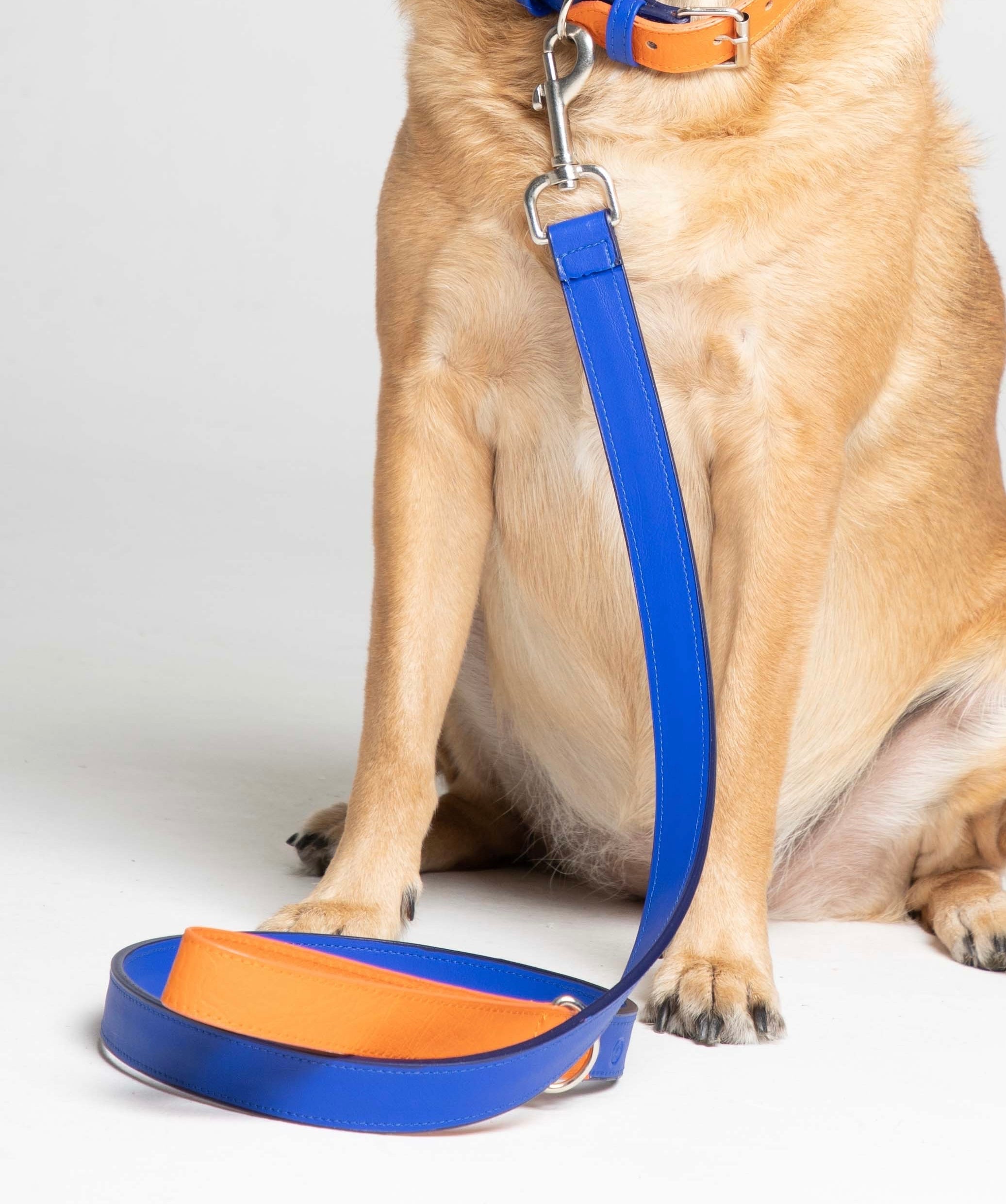 Correa Azul electric- naranja Vekopets