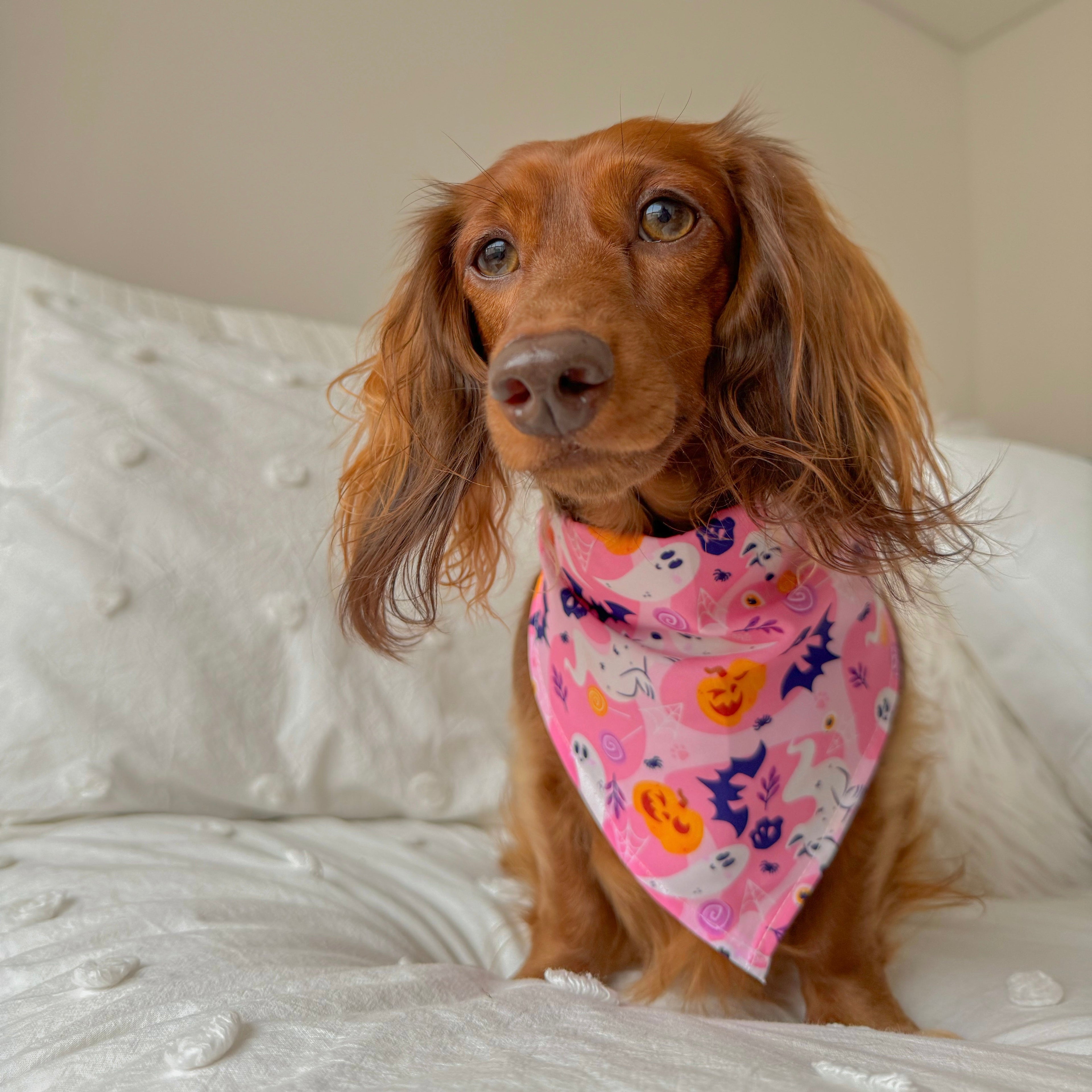 Pañoleta Halloween Rosa Vekopets