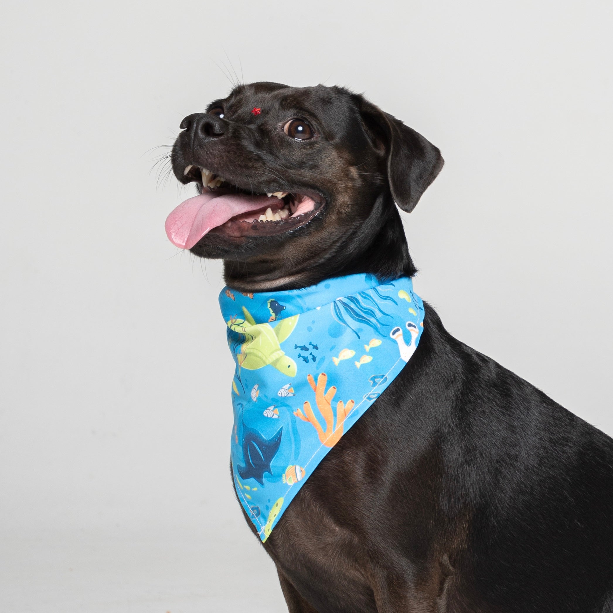 Pañoleta Vida Marina Azul