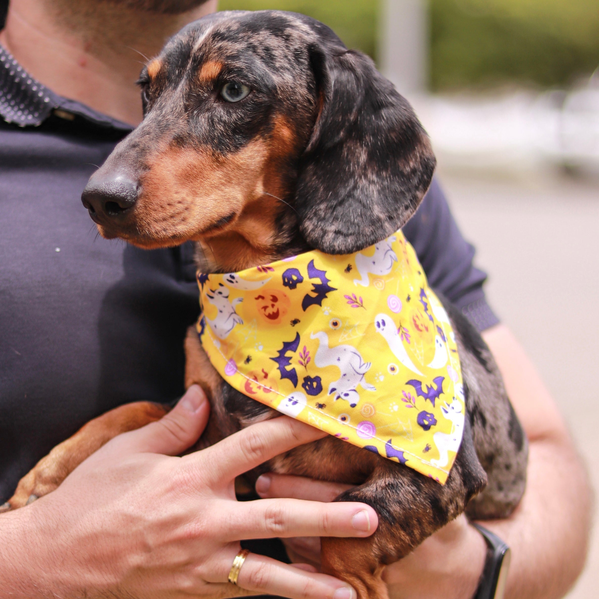 Pañoleta Halloween Amarilla Vekopets