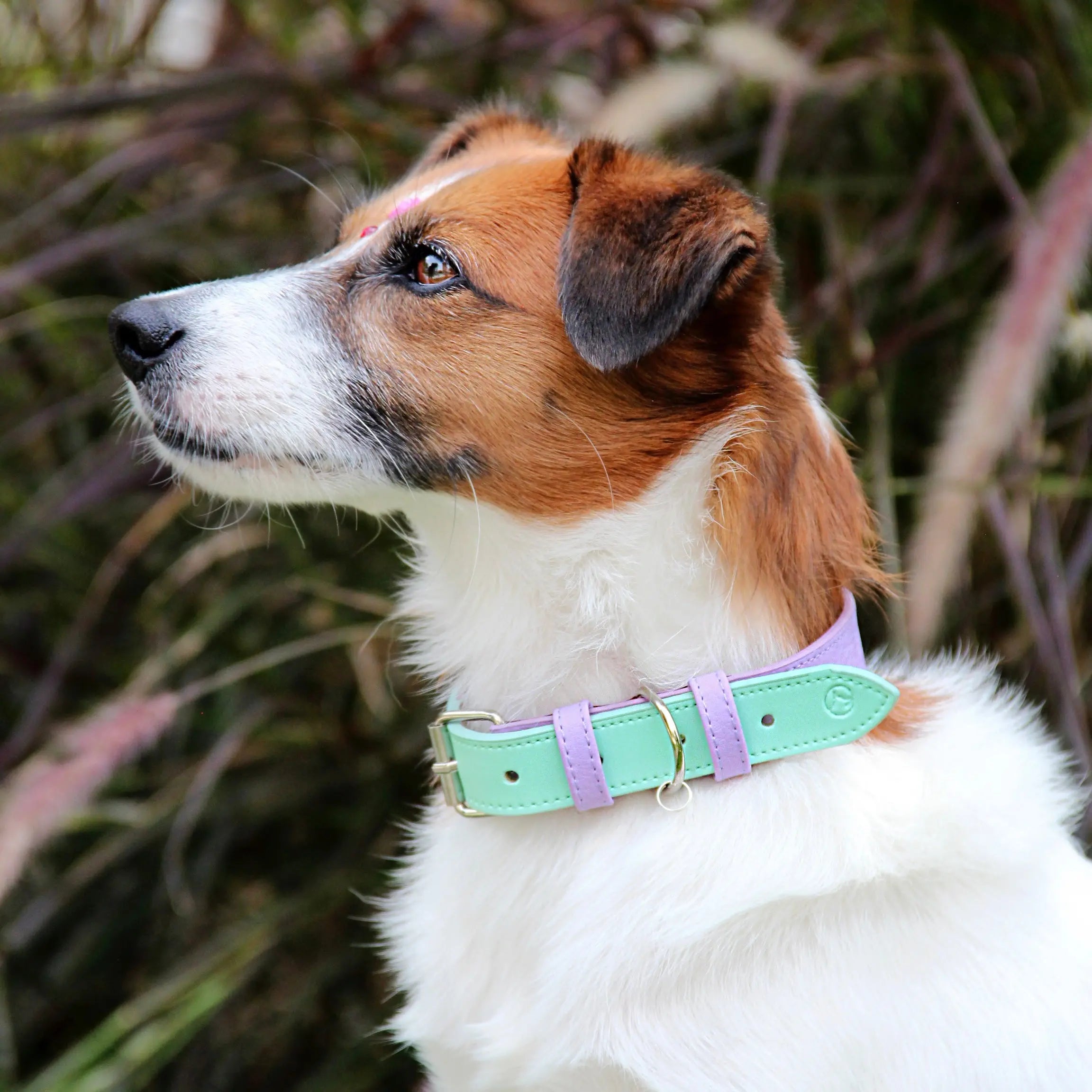 Collar Lila-Menta - Vekopets