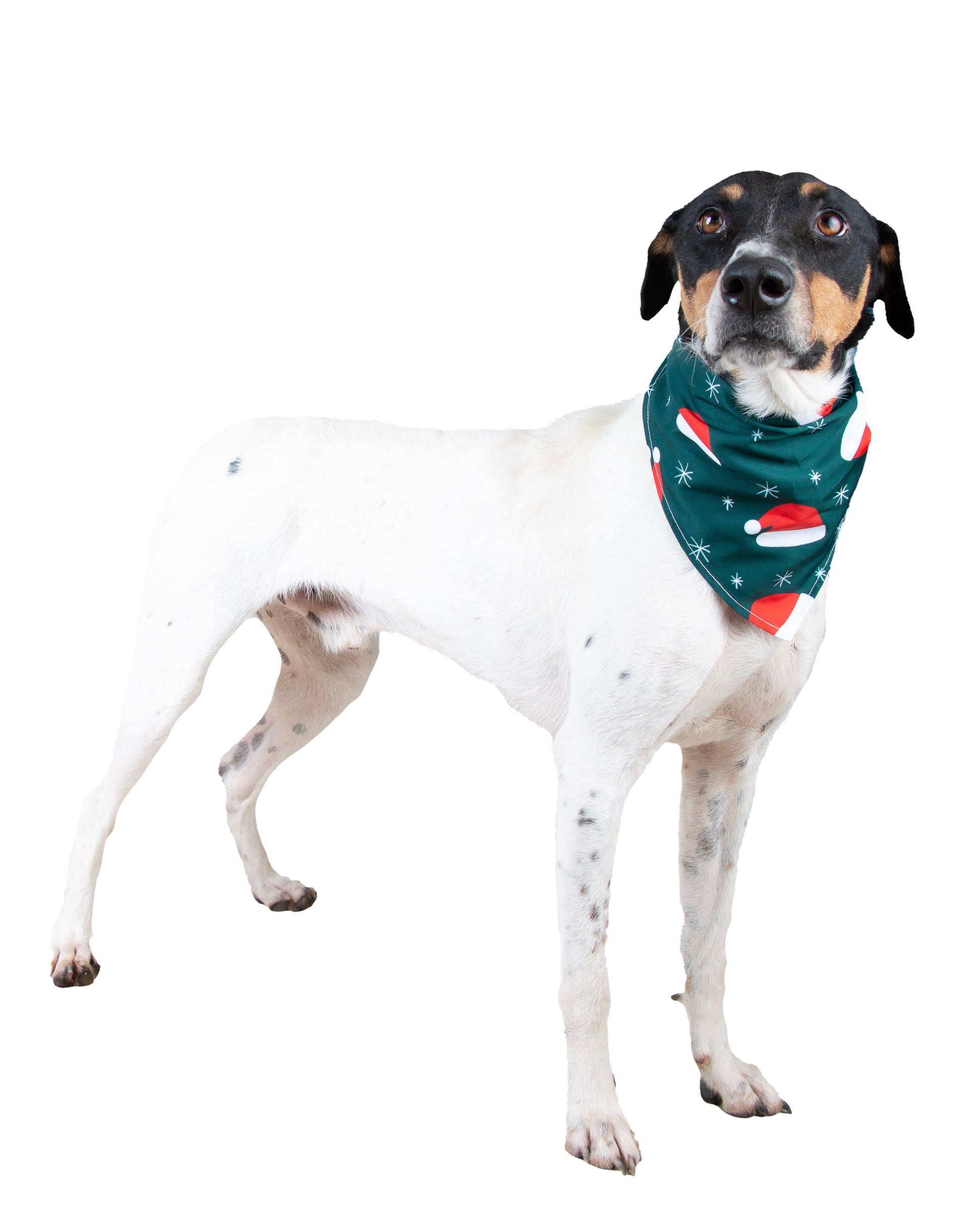 Apolo Vekopets