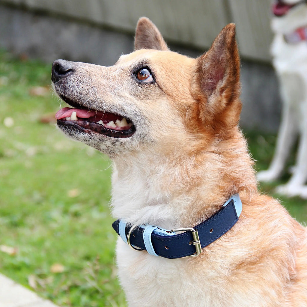 Collar Azul- Azul rey - Vekopets
