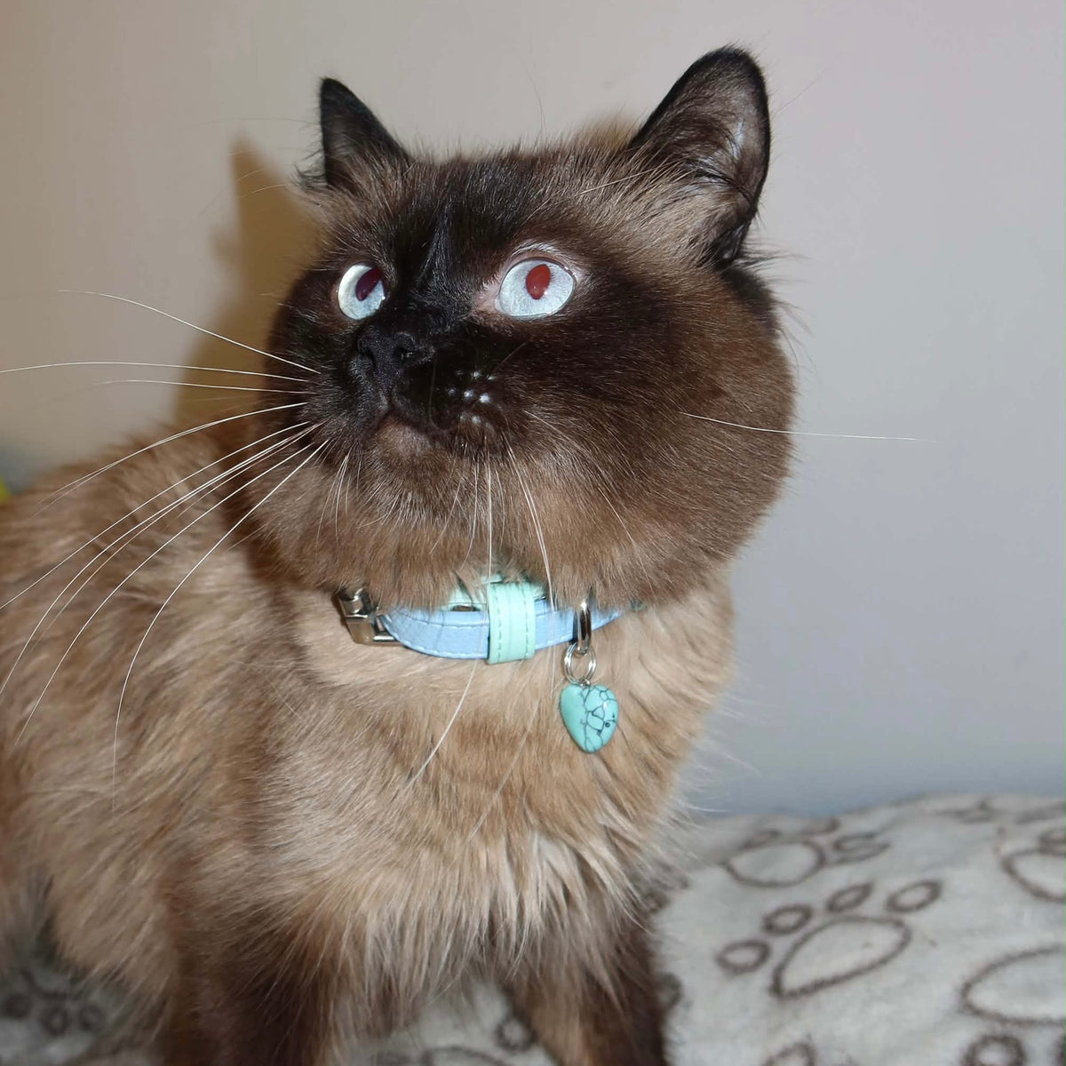 Collar cuero vegano gato | Menta & Azul baby