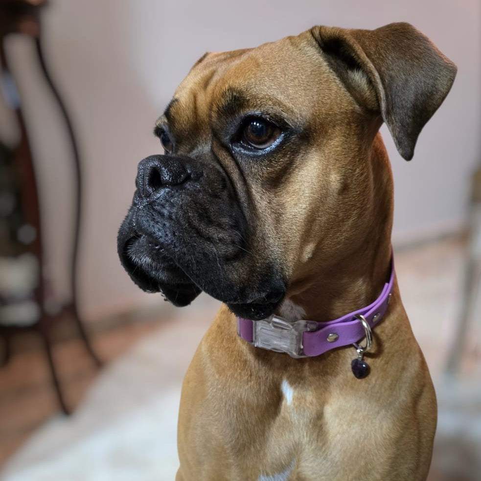 Collar impermeable lila Vekopets